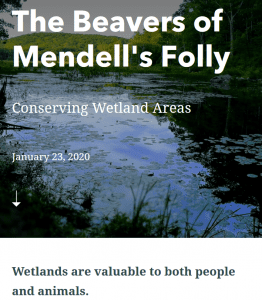 Beavers of Mendells Folly