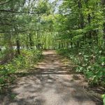 An image of a dirt trail through forest