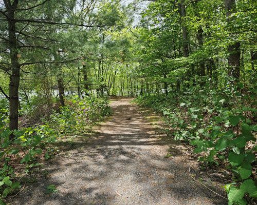 An image of a dirt trail through forest