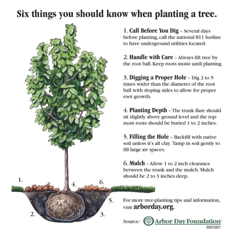 Informational drawing from the Arbor Day Foundation showing six things you should know when planting a tree.