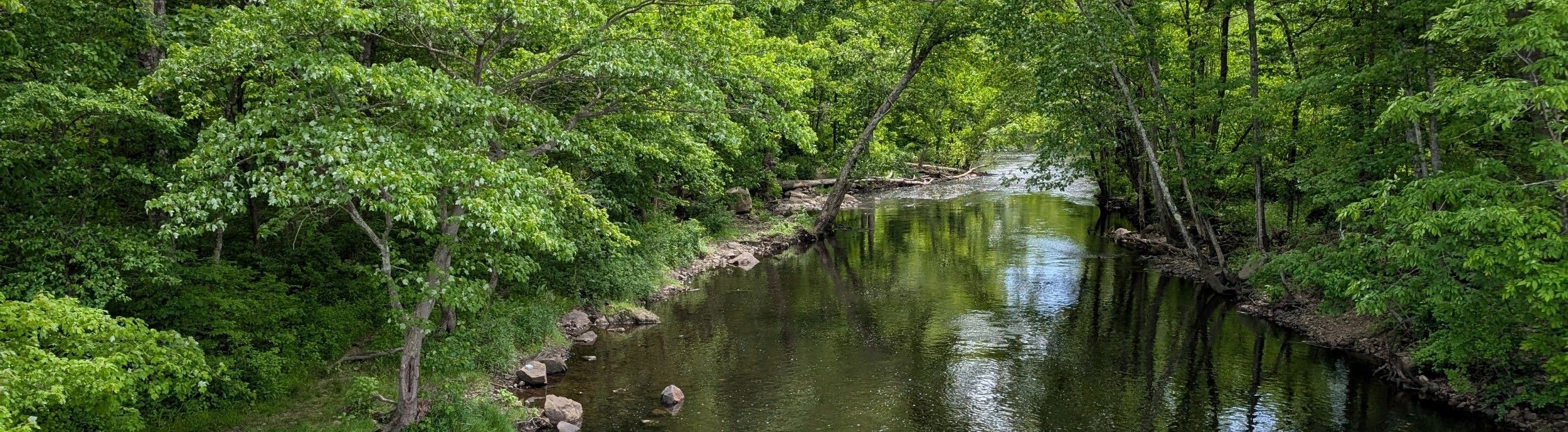 Riparian buffer around the Willimantic River. Photo by Juliana Barrett