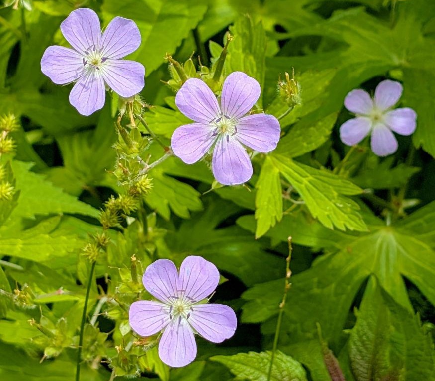 Photo of a native riparian plant, Geranium maculatum (wild geranium)
