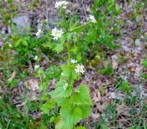 Photo of Garlic mustard (Alliaria petiolata), an invasive plant commonly found in riparian zones.