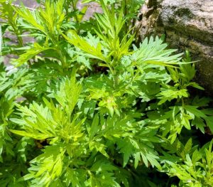 Photo of Mugwort (Artemisia vulgaris), an invasive plant commonly found in riparian zones. 