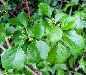 Oriental bittersweet, a common invasive plant found in Connecticut. 