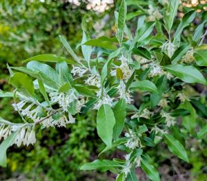 Photo of Autumn Olive (Elaeagnus umbellata), an invasive plant commonly found in riparian zones. 