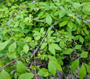 Photo of Burning bush/winged euonymous (Euonymous alatus), an invasive plant commonly found in riparian zones.