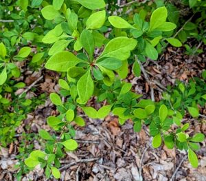 Photo of Japanese barberry (Berberis thunbergii), an invasive plant commonly found in riparian zones.