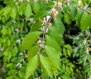 Photo of honeysuckle (Lonicera species), an invasive plant commonly found in riparian zones. 