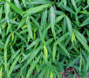 Photo of Japanese stilt grass (Microstegium viminium), an invasive plant commonly found in riparian zones. 
