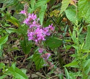 Photo of purple loosetrife (Lythrum salicaria, an invasive plant commonly found in riparian zones. 