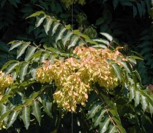 Photo of a native riparian plant, Ailanthus altissima (tree of heaven). Photo by Donna Ellis.