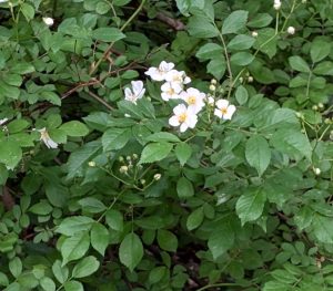 Photo of Multiflora rose (Rosa multiflora), an invasive plant commonly found in riparian zones. 
