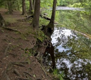 Example of heavy erosion in a riparian zone featuring exposed tree roots and bank undercutting. 