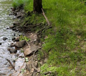 Example of erosion in a riparian zone featuring root exposure and bank slumping