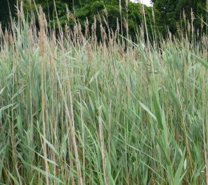 Common reed (phragmites australis), a common invasive plant found in riparian areas. 